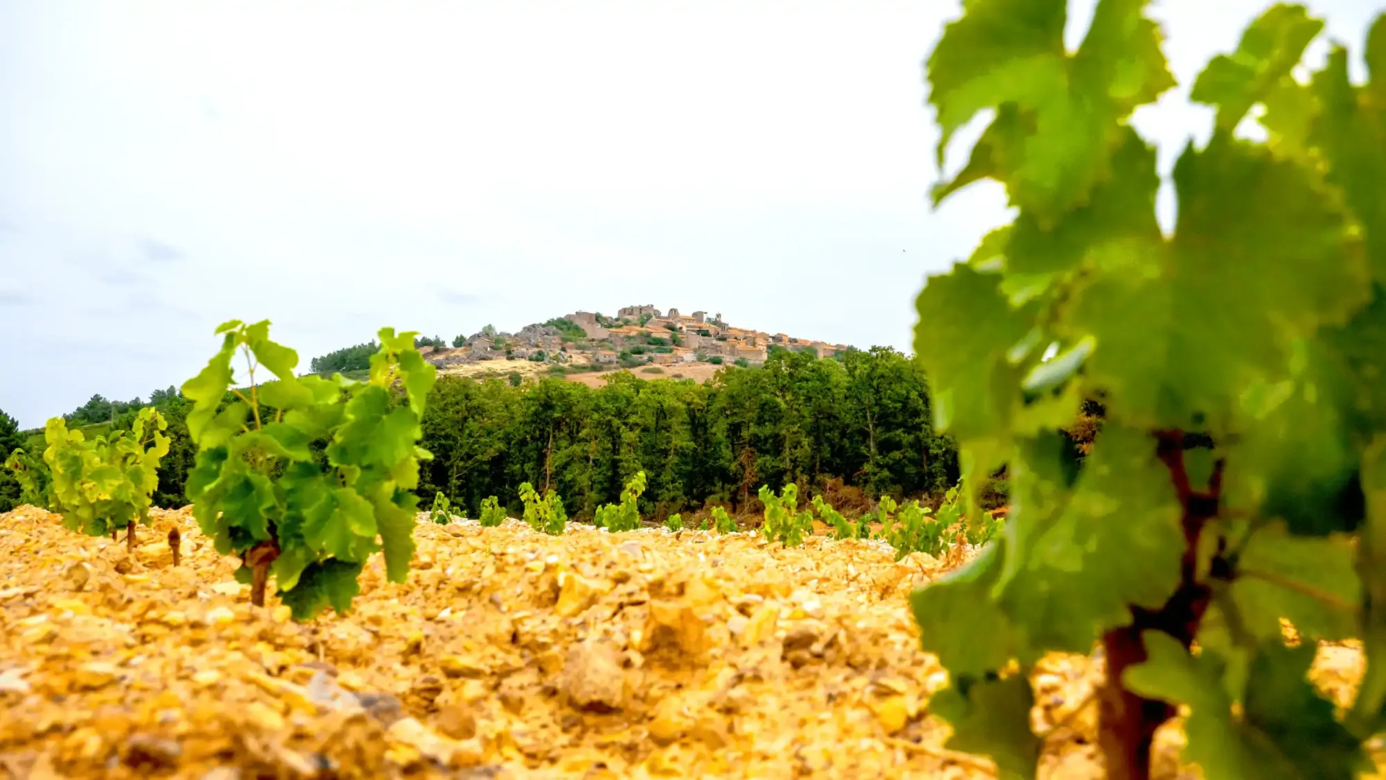 CVR Beira Interior Vinhos