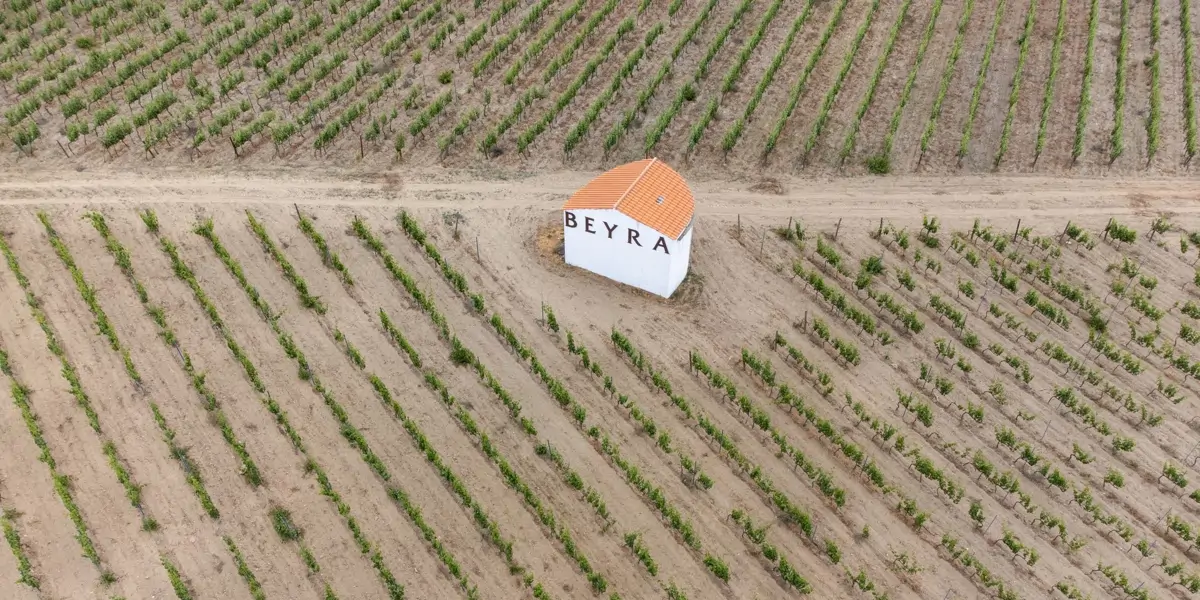 Beira Interior: Estes vinhedos vão beber o que a altitude tem de melhor