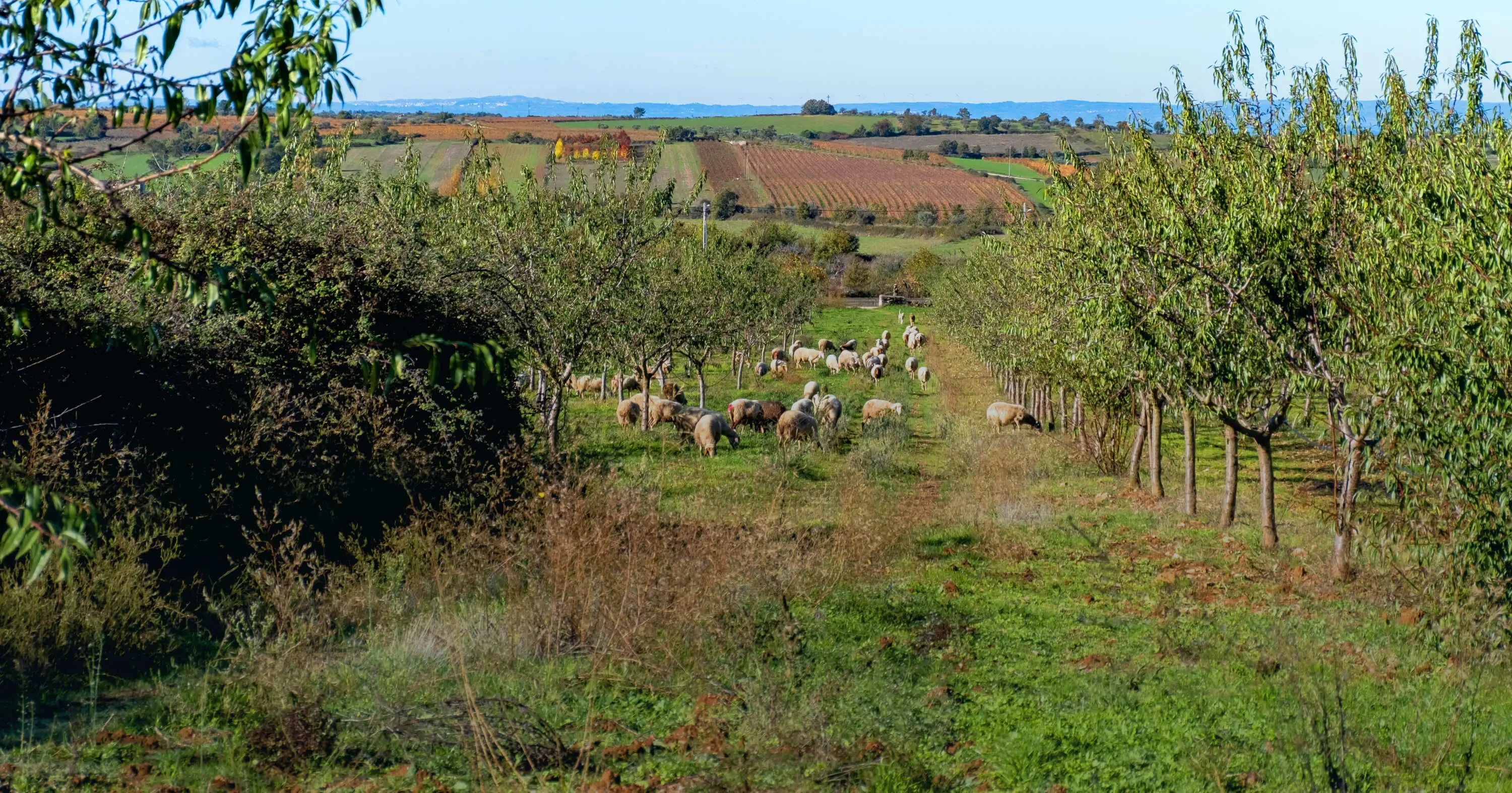 naturalmente-biologicos-cvr-beira-interior-vinhos-3.webp